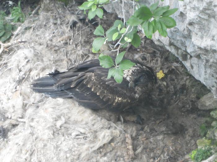 "Ugatzak laguntzeko abeltzaintza estentsiboa lagundu behar da"