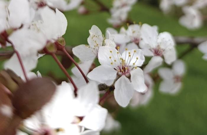 Polenaren erronka: udaberriaren alde iluna