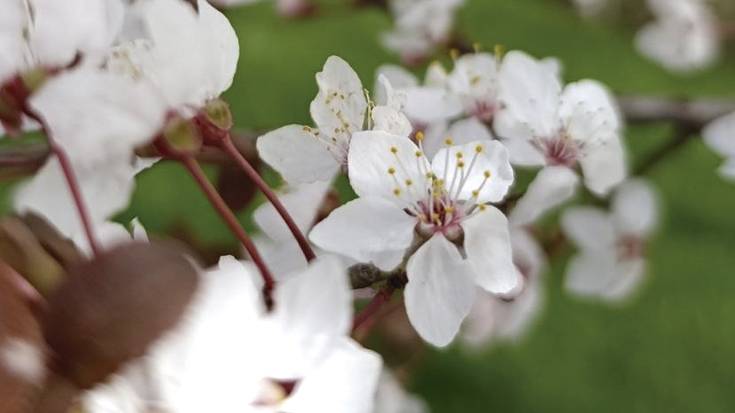 Polenaren erronka: udaberriaren alde iluna