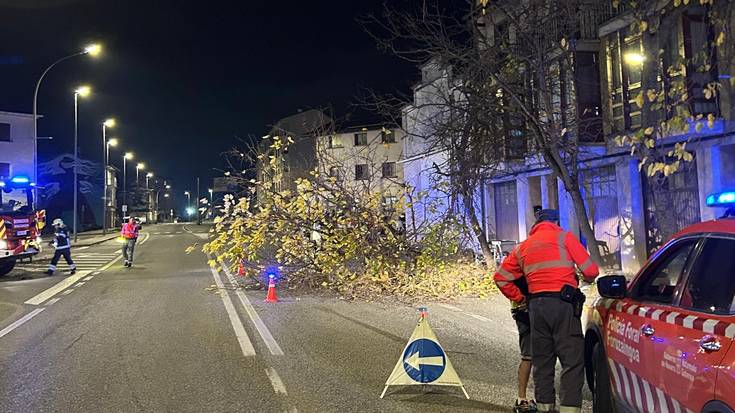Kamioi batek zuhaitzak jo ditu