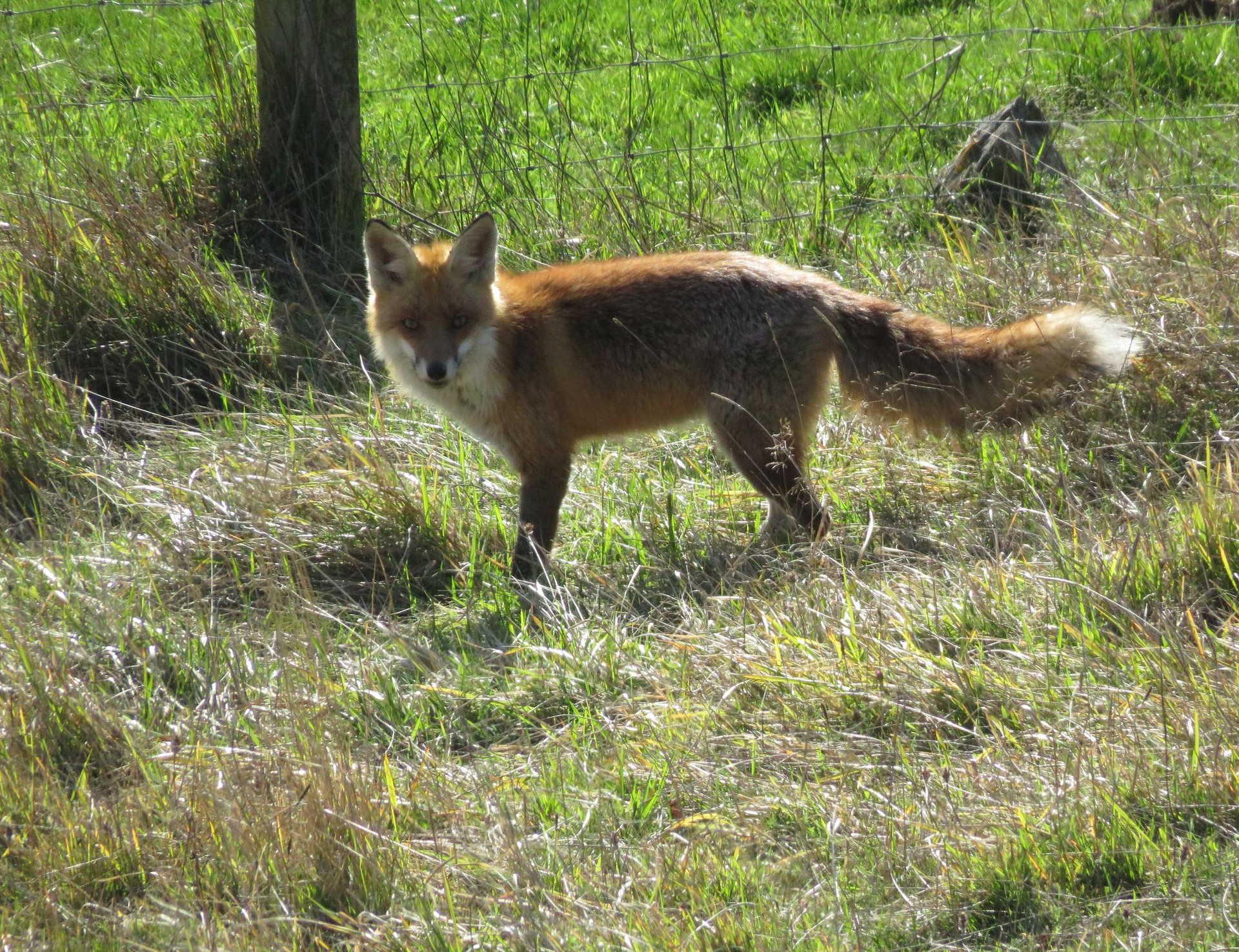 Azeria (Vulpes vulpes)