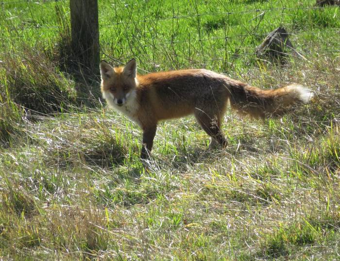 Azeria (Vulpes vulpes)