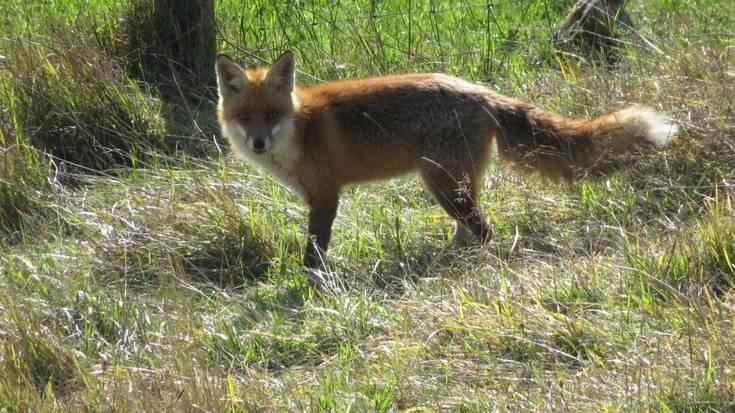 Azeria (Vulpes vulpes)
