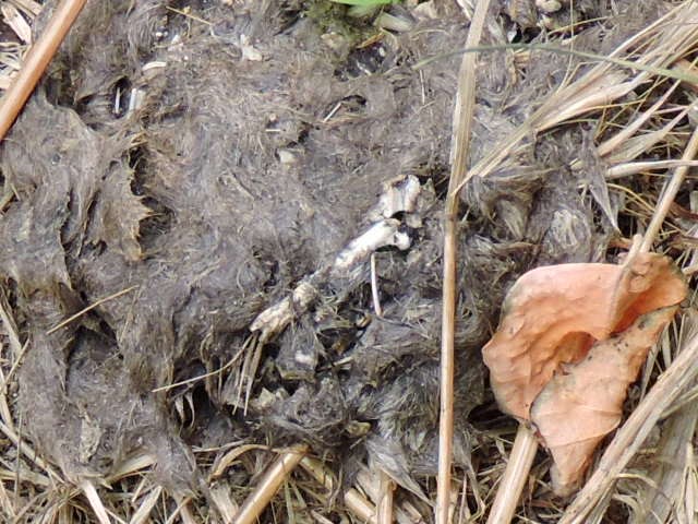Egagropilak