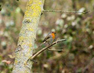 Arakil eta argazkilaritza