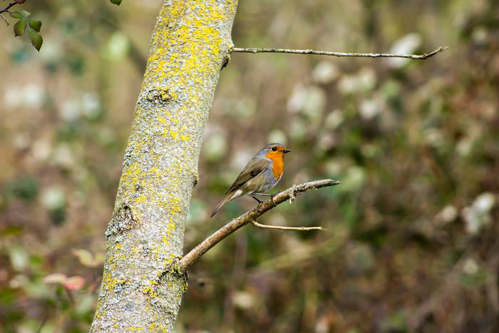 Arakil eta argazkilaritza