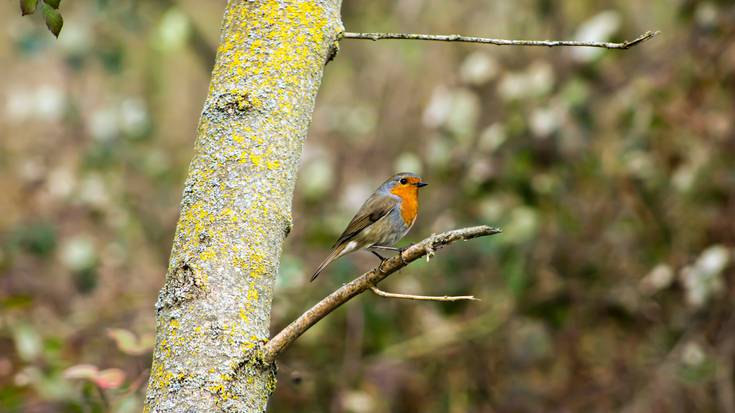 Arakil eta argazkilaritza