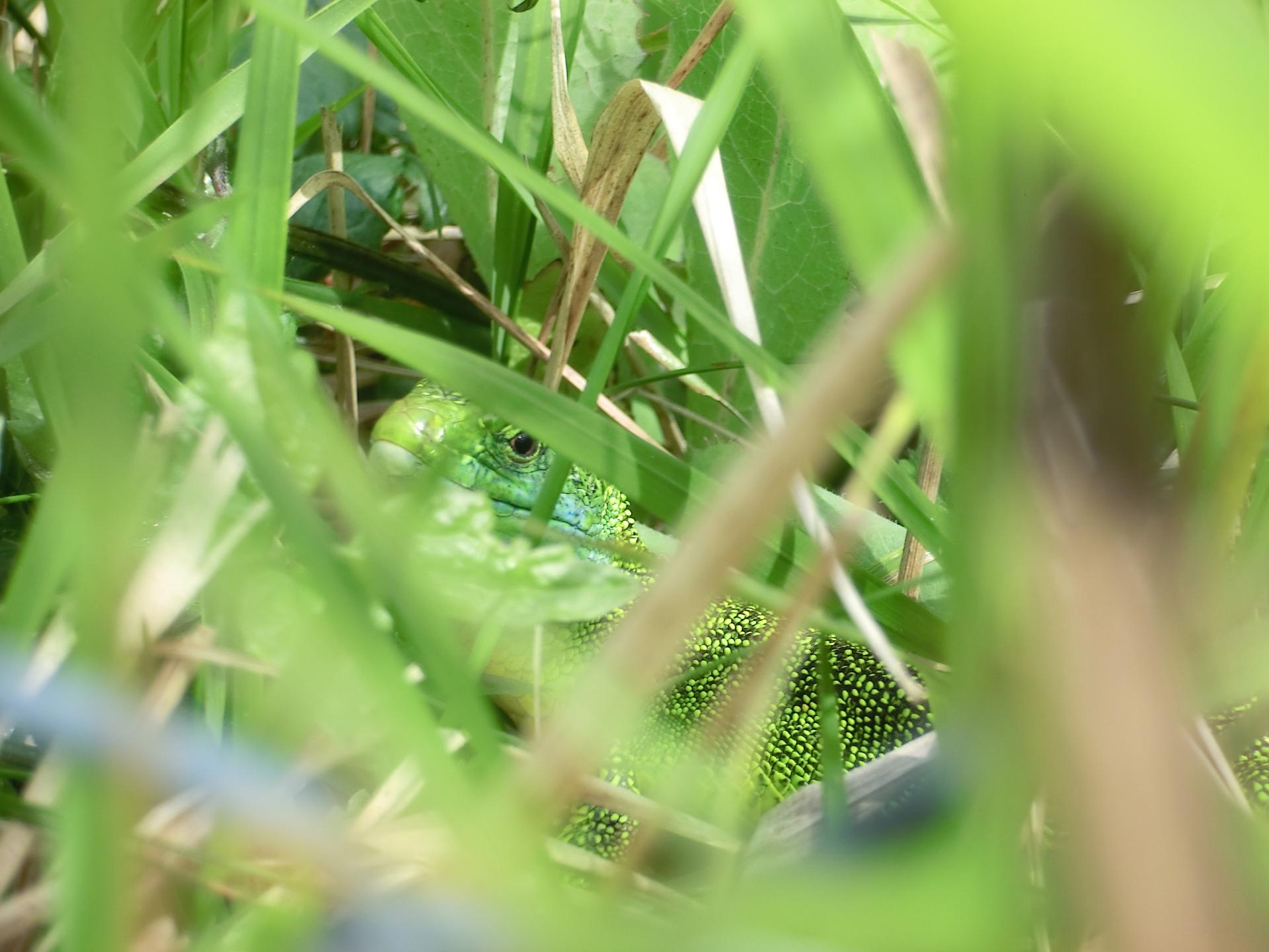 Muskerra (lacerta viridis)