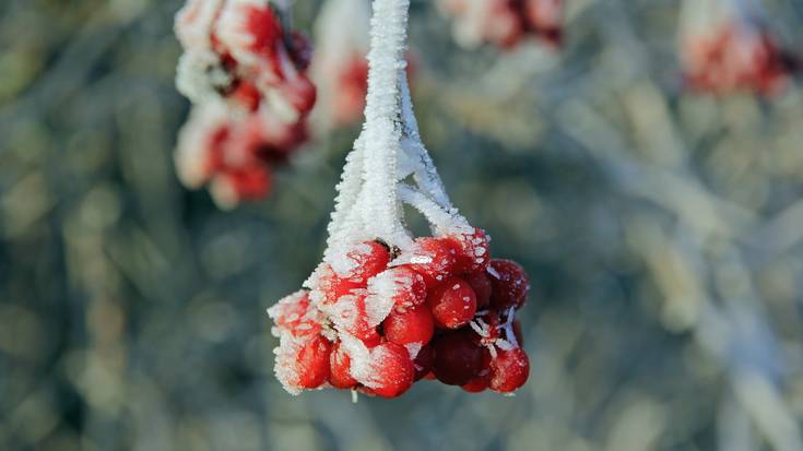 Hotza falta denean: izozteak eta nekazaritzaren oreka