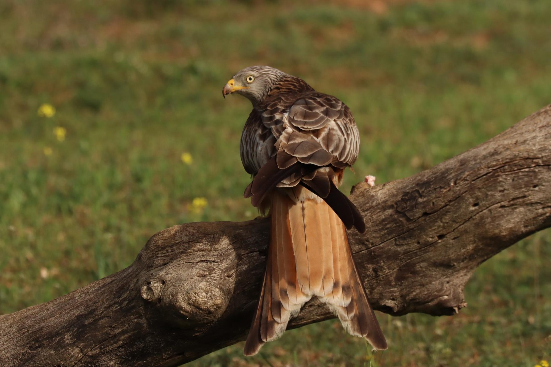 Miru gorria (Milvus milvus)