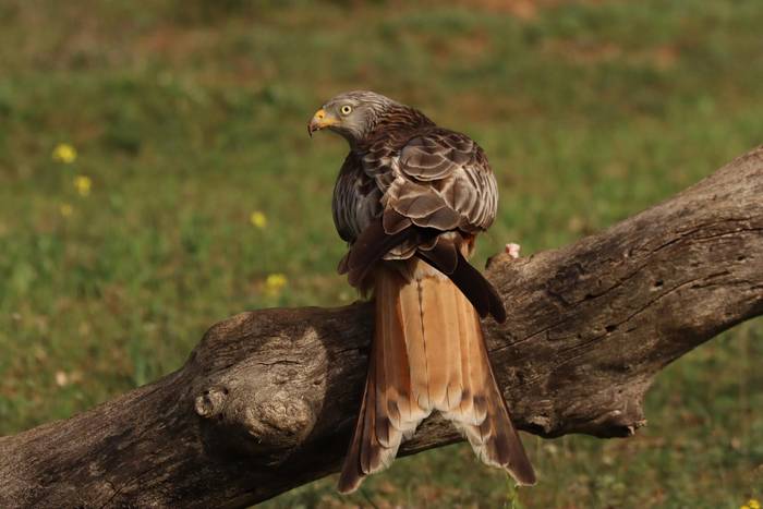 Miru gorria (Milvus milvus)