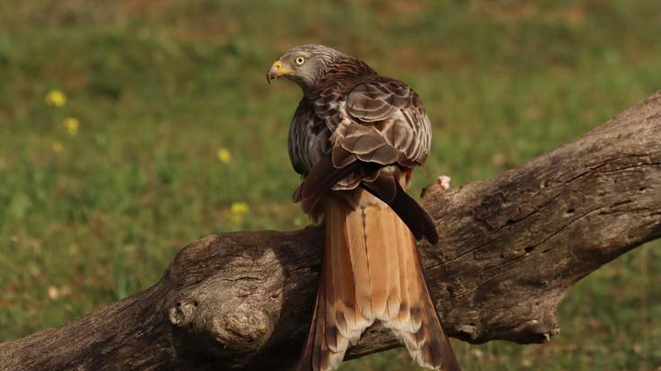 Miru gorria (Milvus milvus)
