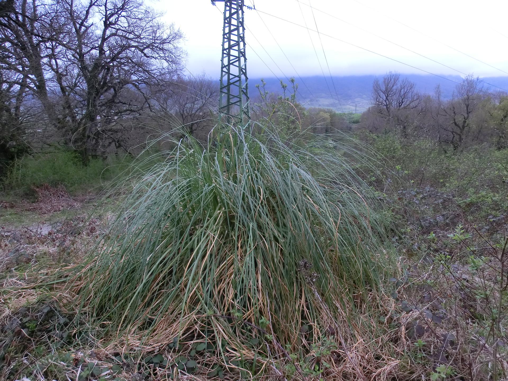 cortaderia selloana