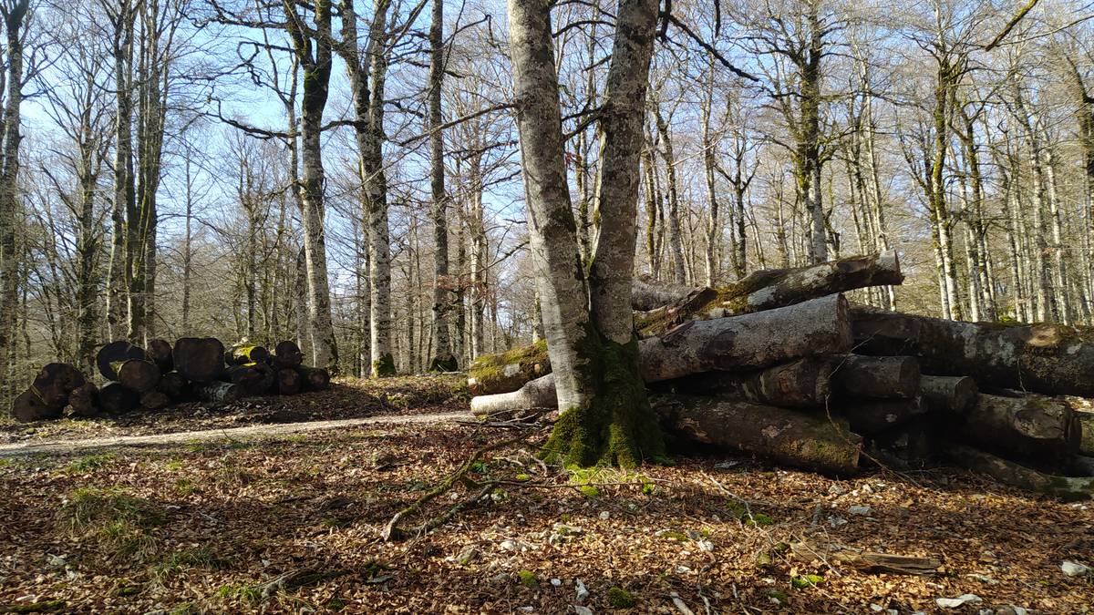 Aralarko Elkarteak baso aprobetxamendua saldu nahi du