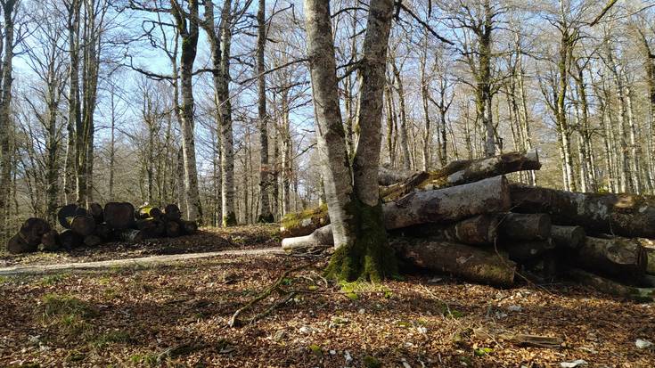 Aralarko Elkarteak baso aprobetxamendua saldu nahi du