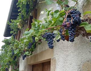 Mahatsondoen itzalean