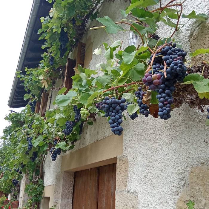 Mahatsondoen itzalean