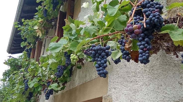 Mahatsondoen itzalean