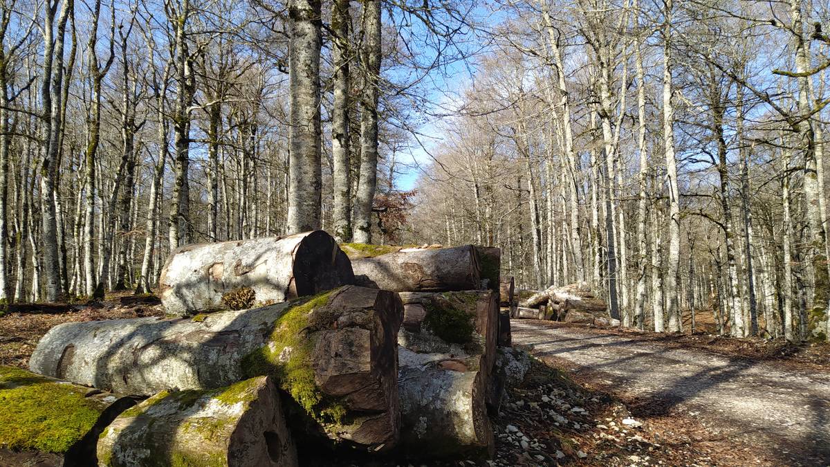 Aralarko Elkartearen egun loteak eska daitezke