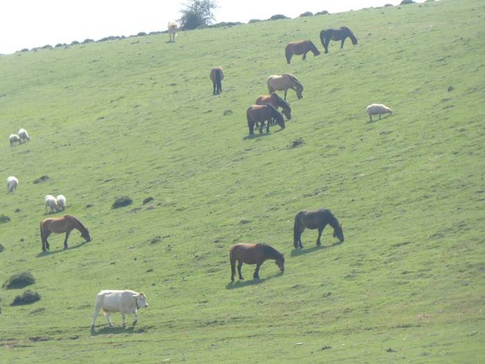 Urbasa-Andia natur parkean 34.805 abelburu izan ziren joan zen urtean