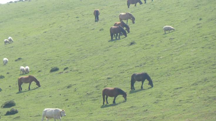 Urbasa-Andia natur parkean 34.805 abelburu izan ziren joan zen urtean