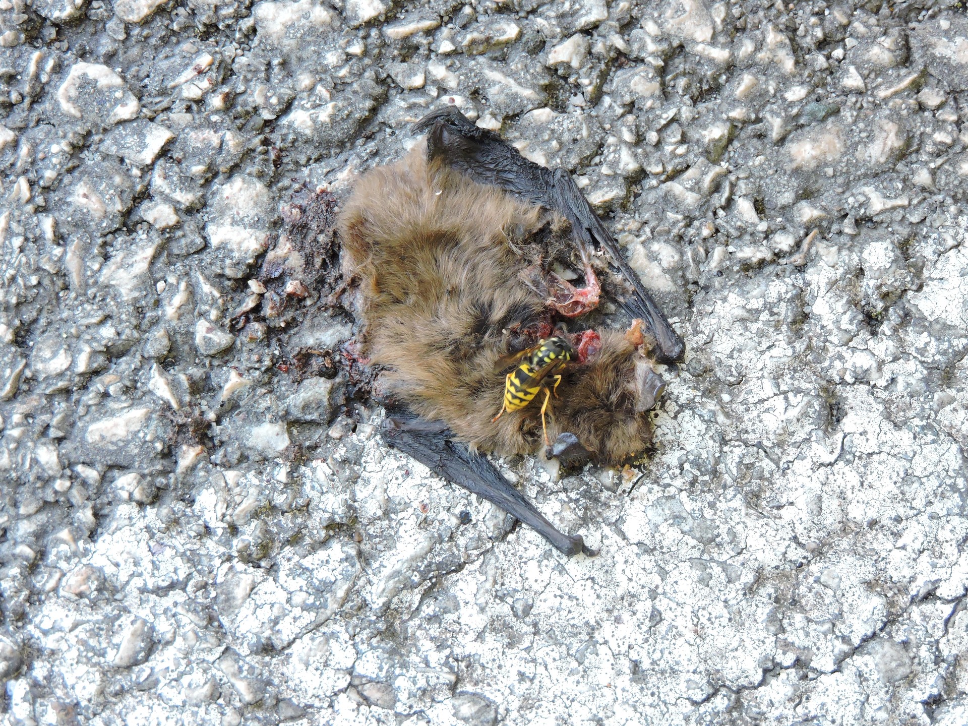 Pipistrellus pipistrellus