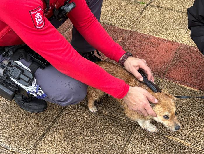 Altsasun txakur bat aurkitu dute