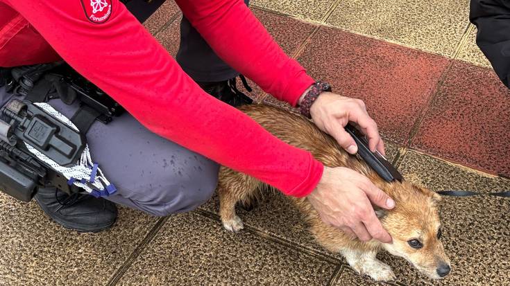 Altsasun txakur bat aurkitu dute