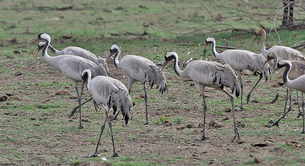 Kurriloa (Grus grus)
