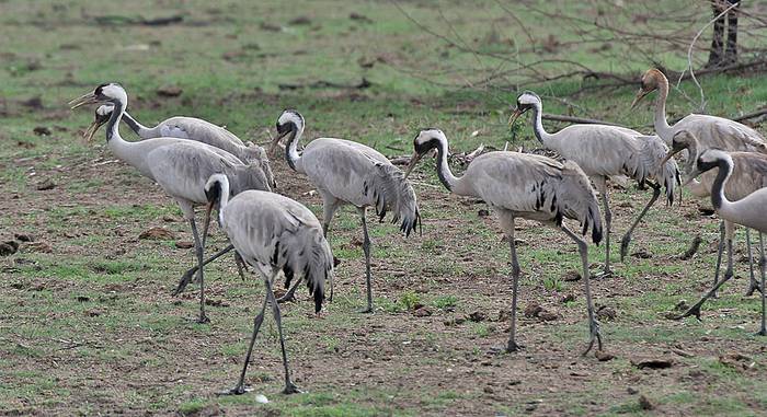 Kurriloa (Grus grus)