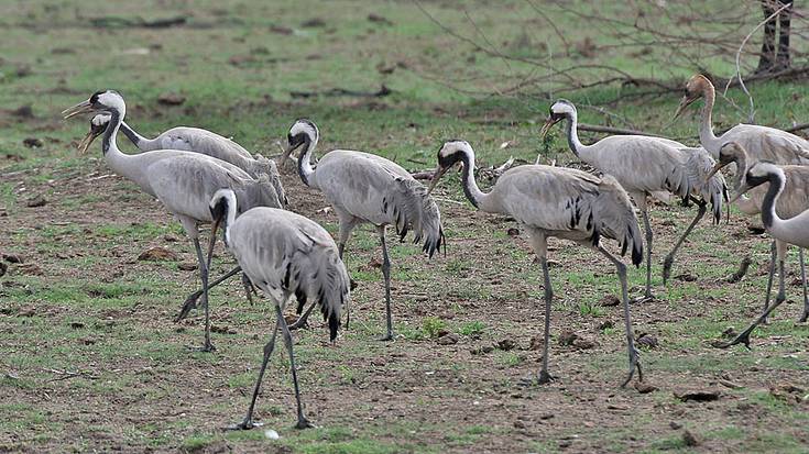 Kurriloa (Grus grus)