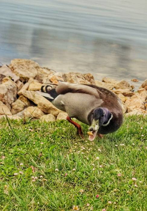 Lagun berriak egiten