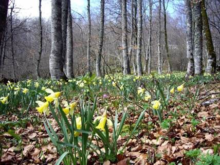 Natura 2000 sarea