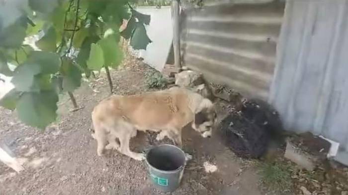 Txakurra erreskatatu eta etxera bueltatu dute