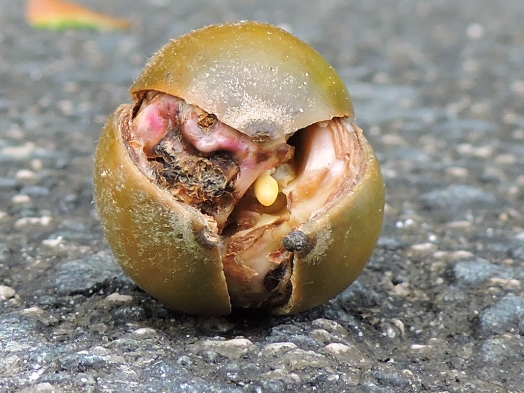 Biziraupena