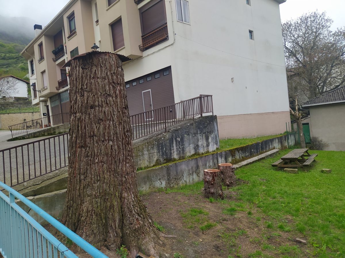 Arriskuagatik parkeko lau zuhaitz moztuta