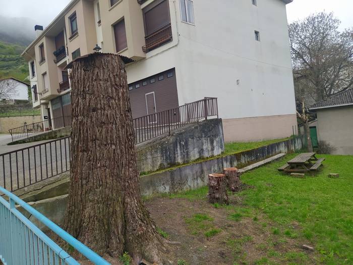 Arriskuagatik parkeko lau zuhaitz moztuta