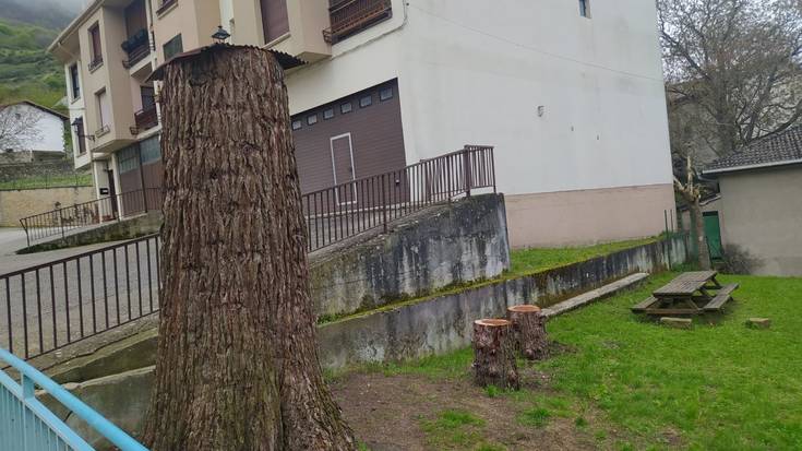 Arriskuagatik parkeko lau zuhaitz moztuta