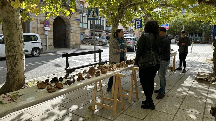 Ziza eta landareen erakusketa