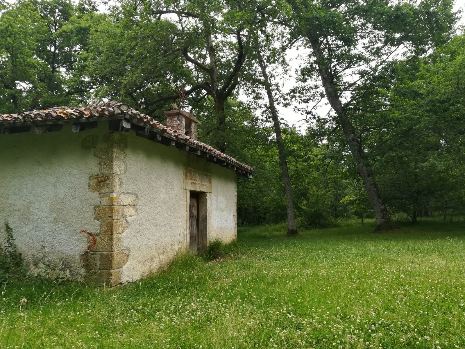 Ermita gainean eroriko al da haritz amerikarra?