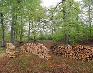 Baso aprobetxamenduak Aralarren