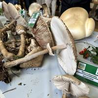 Mikologiaren inguruan