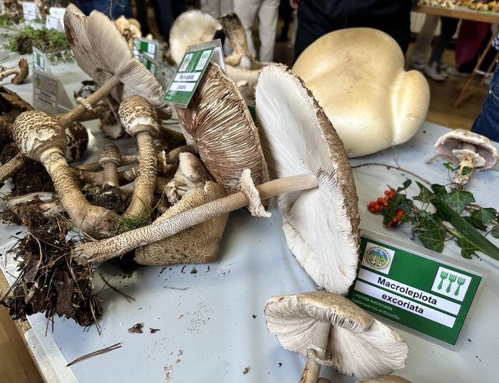 Mikologiaren inguruan