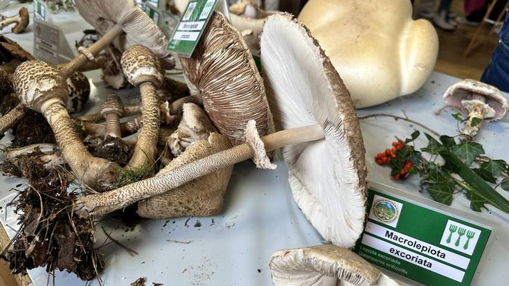 Mikologiaren inguruan