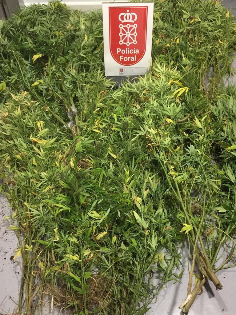 Foruzaingoak 10 marihuana landare atzeman ditu