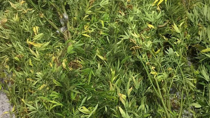 Foruzaingoak 10 marihuana landare atzeman ditu