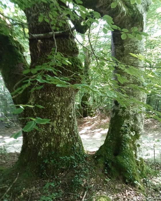 Izadiaren ikuskizuna