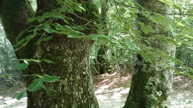 Izadiaren ikuskizuna