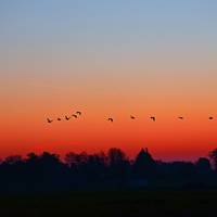 Hegaztiak behatzeko hastapenak. Hitzaldia eta gidatutako irteera praktikoa