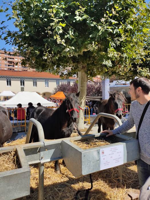 Bertako Ganadu Azoka izanen da Irurtzunen